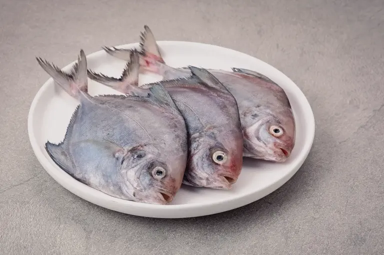 High-angle studio shot of three whole raw pomfret arranged side-by-side on a round white plate over a textured grey background.