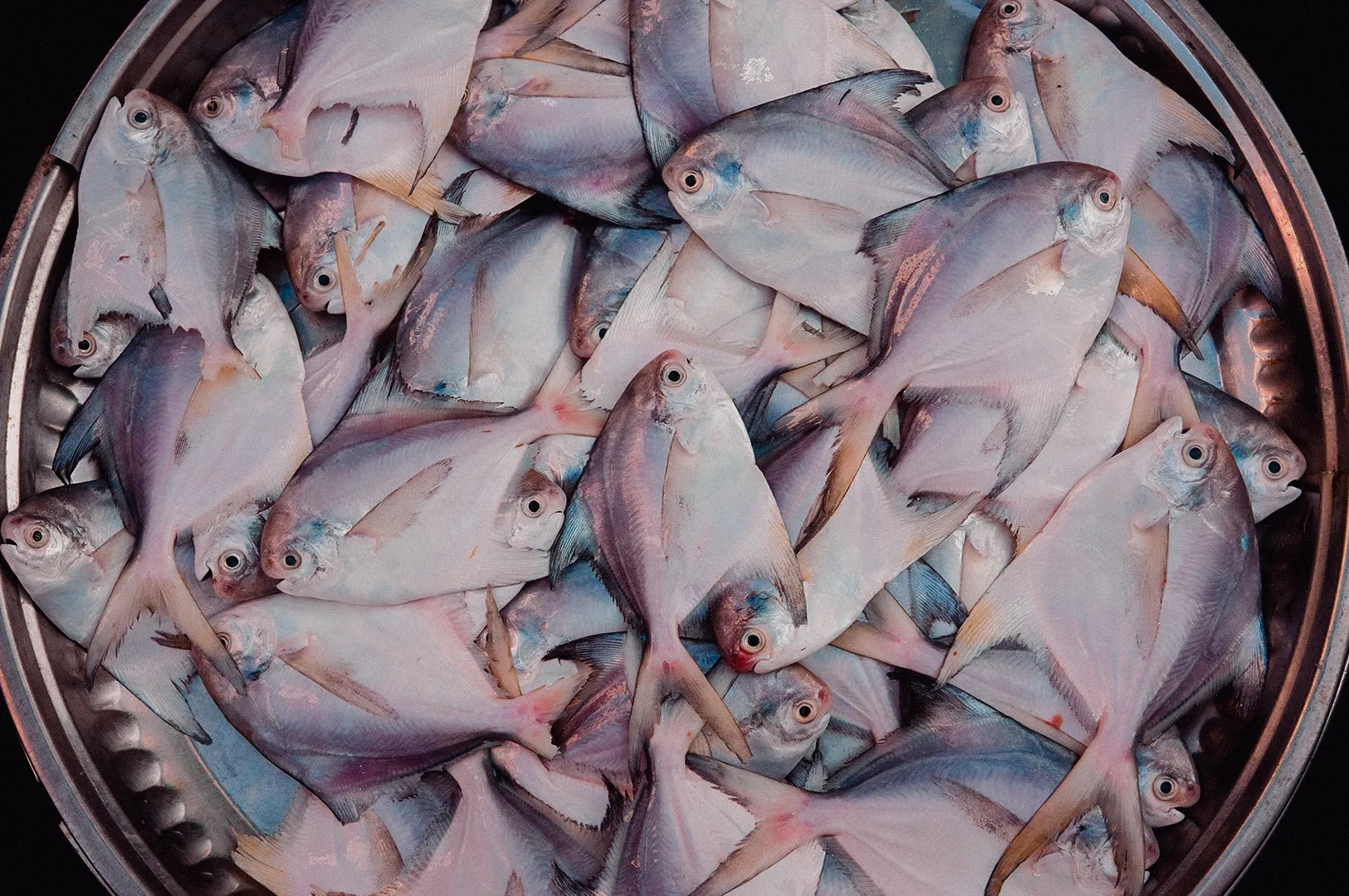 Overhead flat-lay shot of a large round metal basin filled with fresh whole pomfret fish at a seafood market.