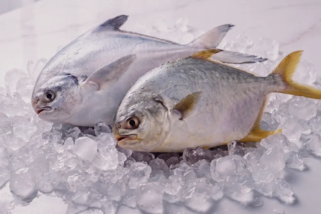 White pomfret and golden pomfret displayed side by side on crushed ice, highlighting the differences in body shape, colour and texture for seafood buyers comparing white pomfret vs golden pomfret for fish soup.