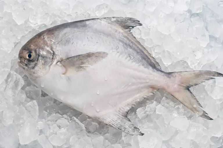 Fresh whole white pomfret fish displayed on crushed ice, photographed from an overhead angle, highlighting the premium seafood's freshness, delicate texture, and market-quality appearance.