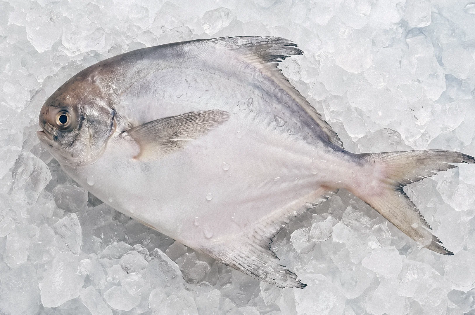 Fresh whole white pomfret fish displayed on crushed ice, photographed from an overhead angle, highlighting the premium seafood's freshness, delicate texture, and market-quality appearance.
