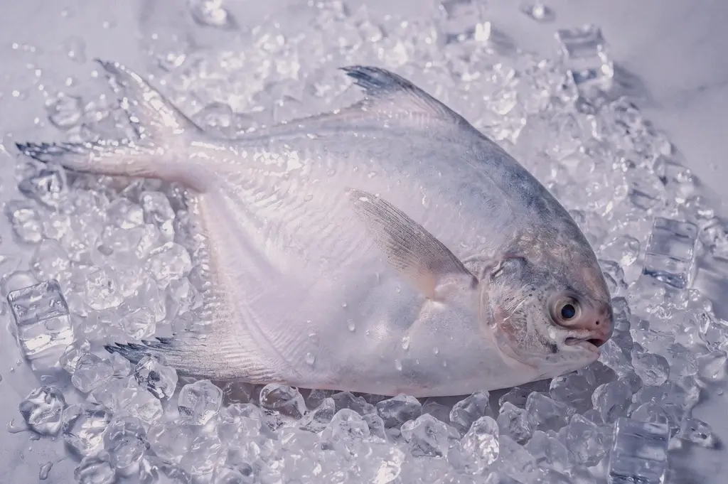 Top-down flat lay of fresh silver pomfret fish displayed on crushed ice, highlighting premium seafood quality and freshness for authentic Singapore pomfret fish soup.