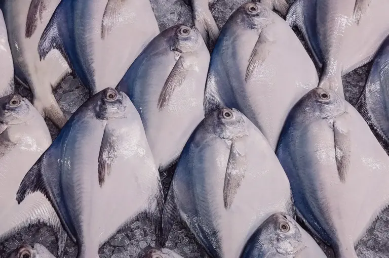 A top-down overhead flat lay shot of fresh whole silver pomfret fish displayed on crushed ice, highlighting their smooth skin and firm texture for cooking clear or milky pomfret fish soup.