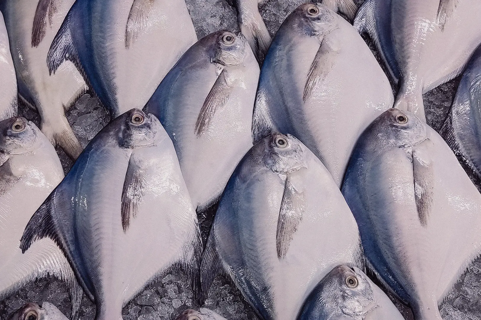 A top-down overhead flat lay shot of fresh whole silver pomfret fish displayed on crushed ice, highlighting their smooth skin and firm texture for cooking clear or milky pomfret fish soup.
