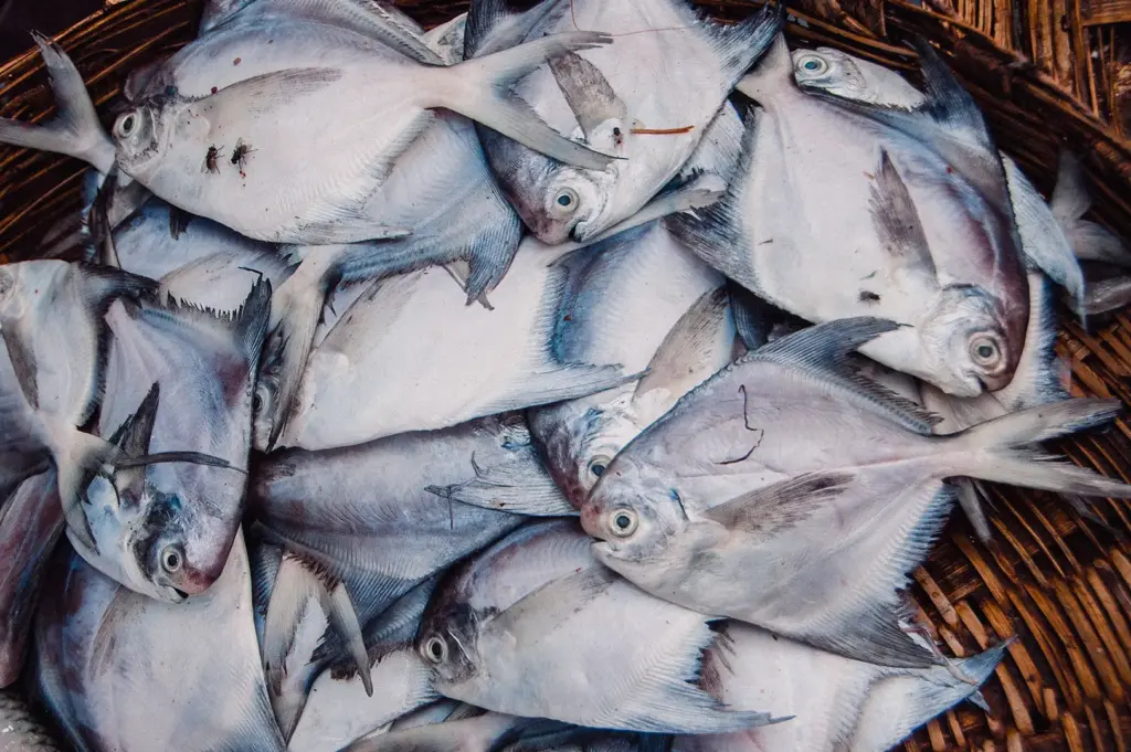 A top-down overhead flat lay shot displays fresh silver pomfret fish densely layered inside a woven bamboo basket.